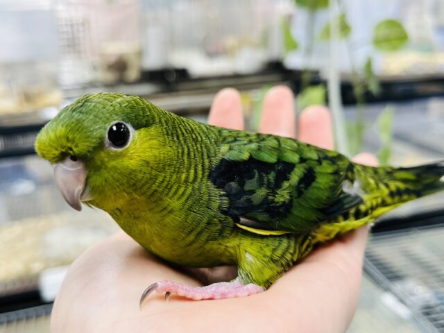 【最新画像更新！！】普段はぽ～っと。。食事はガッツガツ～～～！　サザナミインコ　グリーン～～