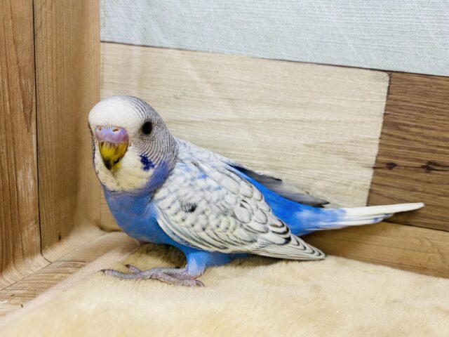 素敵なウロコ模様です！セキセイインコスパングル☆