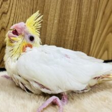 小さい怪獣🐣オカメインコ(ルチノー)