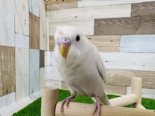 ちょりんです♪肩乗りセキセイのダブルファクター