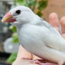 【最新画像更新！】むむっ　このお顔がたまりません～～　白文鳥