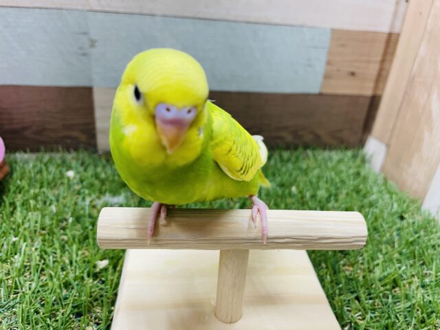 最新画像有り☆物怖じしなさそうな凛々しいコ！セキセイインコのスパングルパイド！