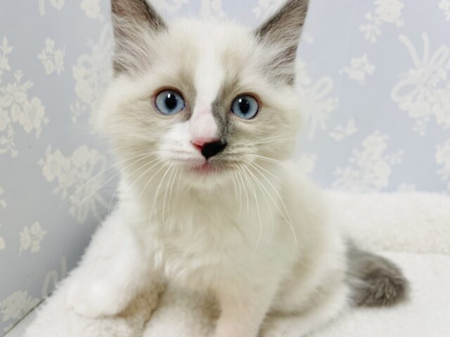 隠れ甘ったれのギャップ♥ラグドールくん！