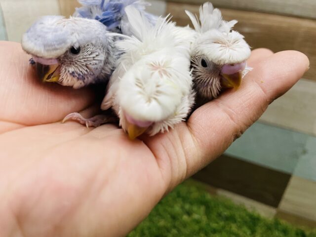 期間限定☆くるんっとした羽が可愛らしい羽衣セキセイフェア！！