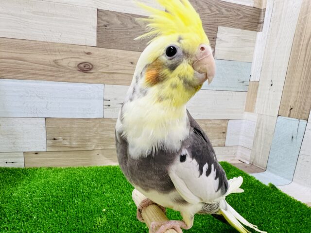 最新画像更新☆オカメインコ(パイド)慣れました〜❤
