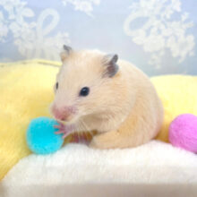 キンクマハムスター🥰女の子2022年11月生まれ