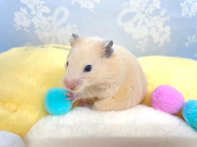 キンクマハムスター🥰女の子2022年11月生まれ