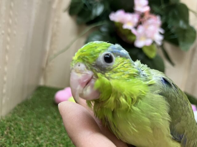 わちゃわちゃ可愛い💓まめたん！　マメルリハ　ノーマル　男の子