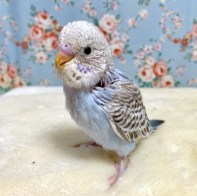 セキセイインコ ブルーシナモンオパーリン🤎🌱 1/31