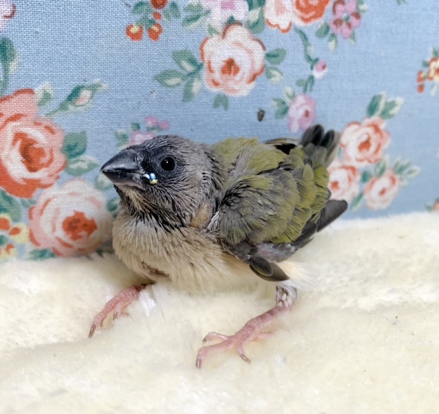 コキン鳥  ノーマル  🍎🌵  1/28