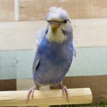 最新画像有り！キリッと目つきに見える羽衣セキセイインコ☆