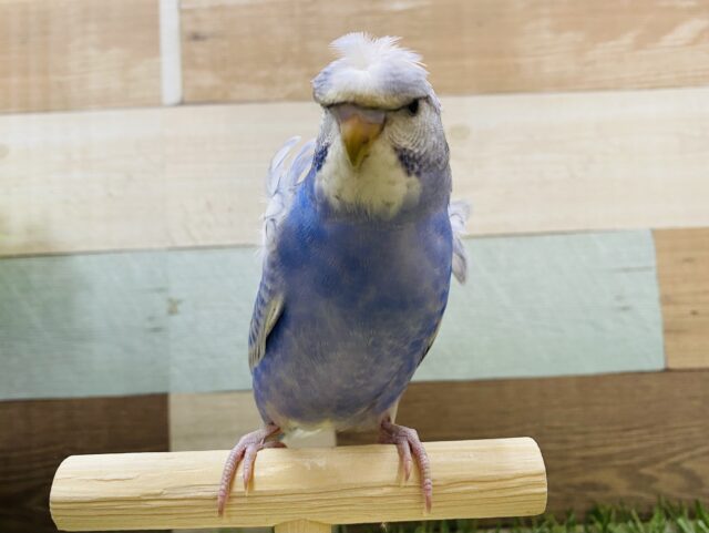 最新画像有り！キリッと目つきに見える羽衣セキセイインコ☆