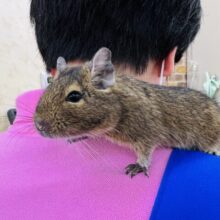 最新画像更新☆まんまる♡デグー(ノーマル)の男の子〜❤