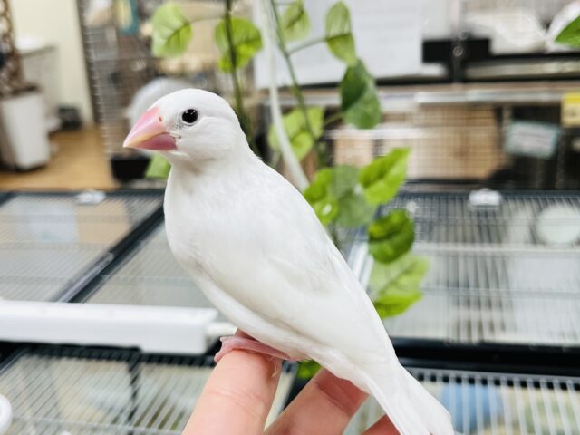 【最新画像更新！！】ツヤツヤピンクになるよ〜✨️白文鳥 ヒナ