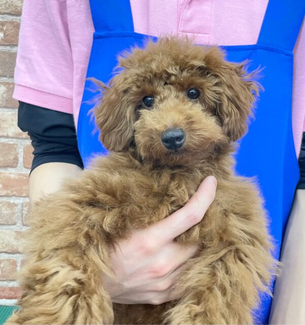 最新画像！もふもふやで😆トイプードル（レッド）男の子☆ 2022年10月1日生まれ！