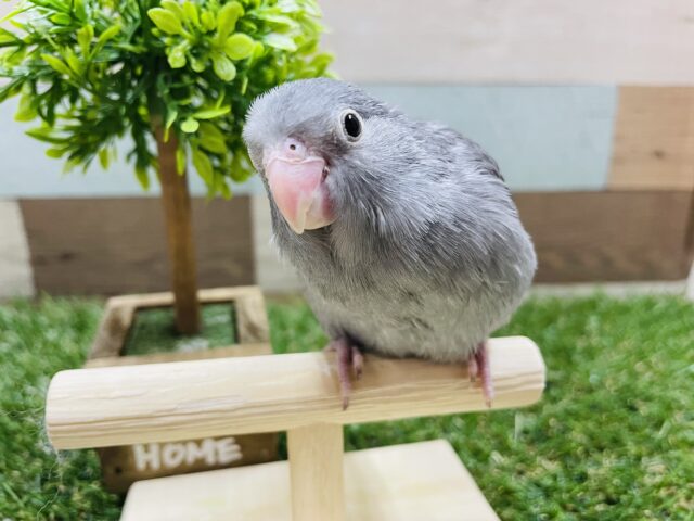 ヒナ餌卒業の甘えん坊さん！！マメルリハインコのモーブ！