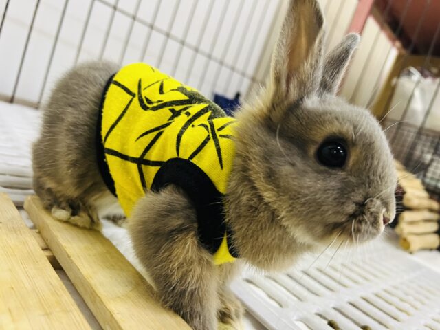 ネザーランドドワーフ(ブルーオター)のベビー入荷しました❤