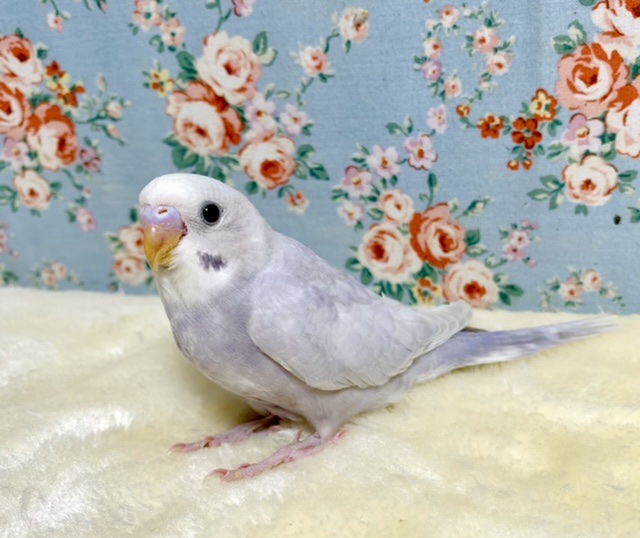 セキセイインコ ライラック *:｡💫🔮 1/31