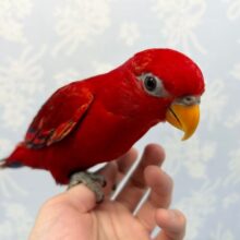 かまってちゃん❤️ヒインコ　2022年6月生まれ