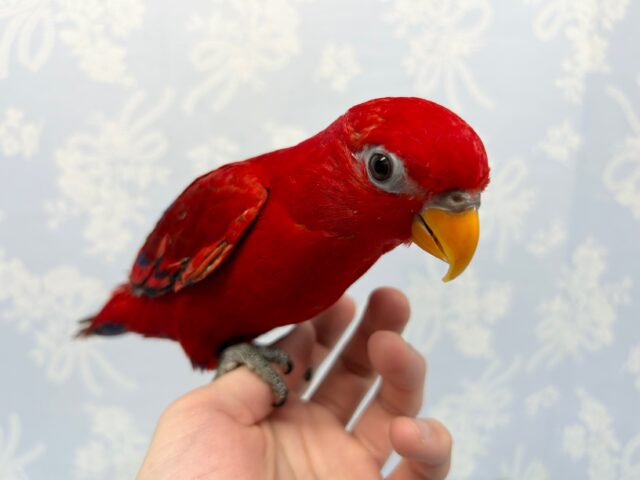 かまってちゃん❤️ヒインコ　2022年6月生まれ