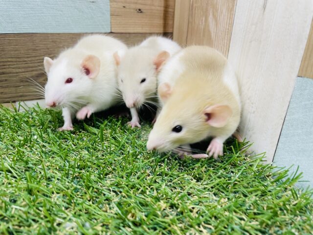 またまたやってきました♪人気の高いファンシーラットの女の子！