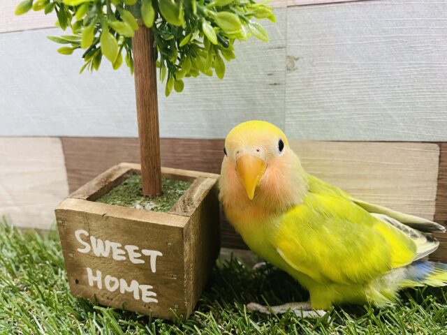 カメラに目線をくれちゃう可愛いコ！コザクラインコのタイガーチェリー！