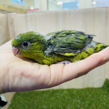 ナデナデした時のニタ〜っとしたお顔に注目‼️ サザナミインコ　ノーマル