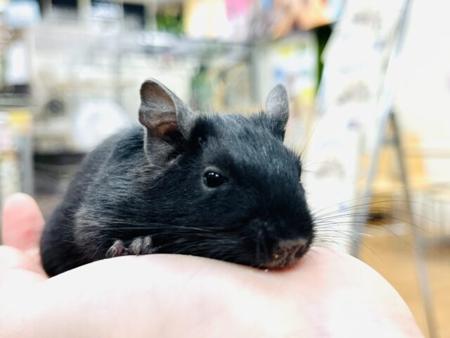 【最新動画更新🪄】久々♪癒し系担当です！デグー(ブラック)女の子