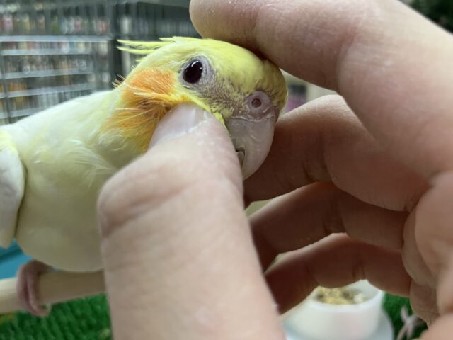 オカメインコ ルチノー カキカキ！