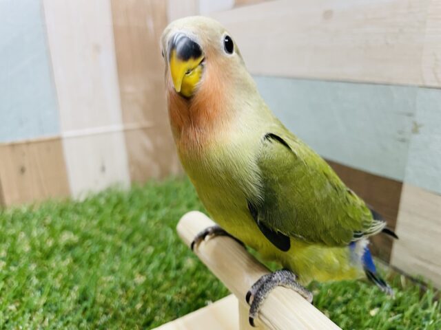 最新画像有り☆人気カラーのキュートなコ！！コザクラインコのダークグリーン！