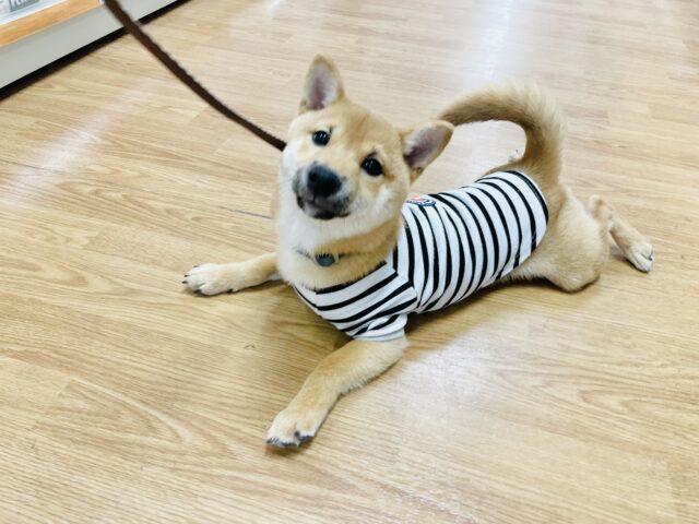 ハイテンションボーイ☆豆柴犬くん！