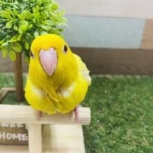 最新画像有り☆太陽サンサン赤目のコ！！サザナミインコのルチノー！