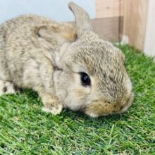 最新画像・動画あり！お耳が垂れるのが楽しみなコ！！ロップイヤーラビットのチェスナット！