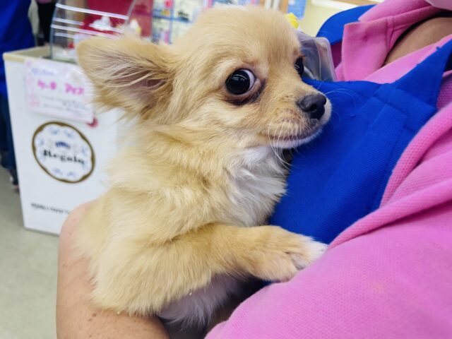 キツネ顔さん🦊なチワワ君です⭐️  チワワ　クリーム