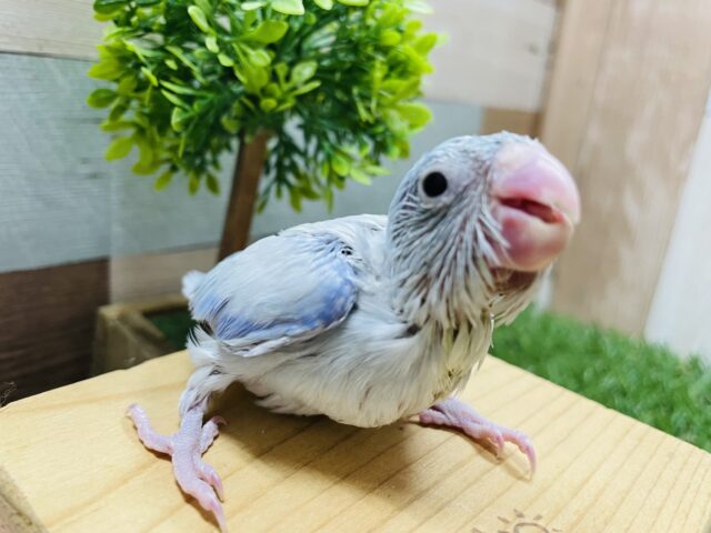 おねだり上手な男の子！マメルリハインコのアメリカンホワイト！