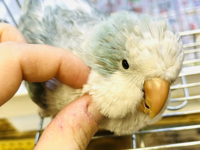 【最新画像・動画更新🪄】よーくしゃべるご機嫌さん♪オキナインコ(ブルーオパーリン)