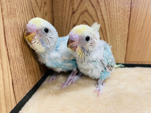 人気のレインボーカラー！セキセイインコ(レインボー) ヒナ