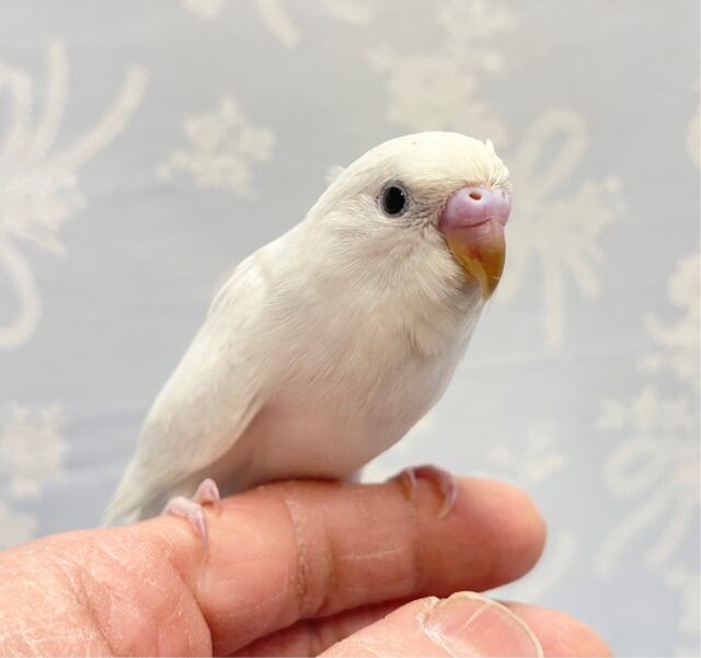 激キレイ❤️セキセイインコ(ライラック) 2022年12月生まれ