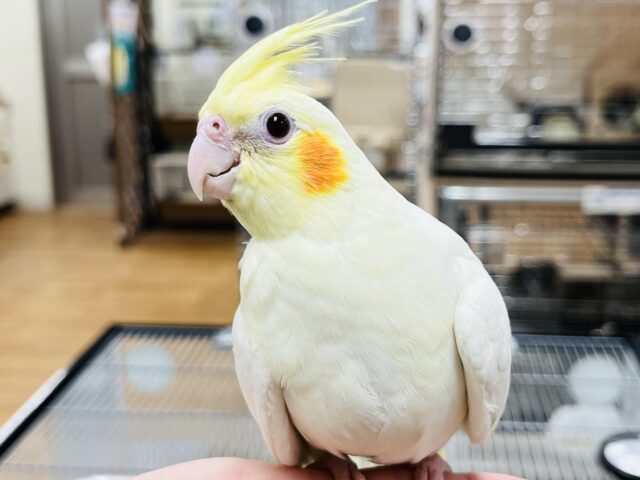 クリクリおめめ♡オカメインコ(ルチノー)