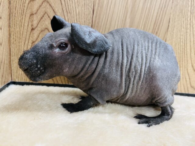 不思議なカラーで魅了します♡スキニーギニアピッグ(ブラック) 男の子