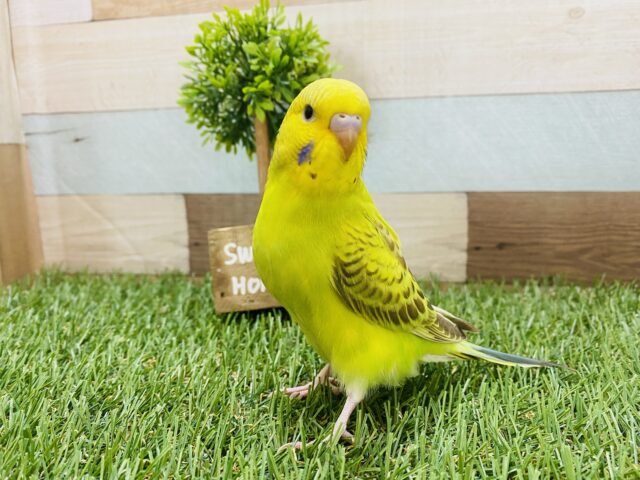 最新画像有り！優しい雰囲気が漂うコ！セキセイインコのシナモンオパーリン！