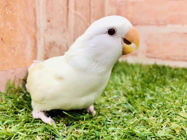 クリームカラーがかわいい　コザクラインコ　クリームイノ　Ｒ５　１／２５撮影