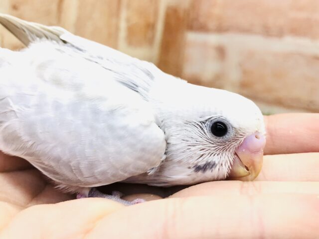 人気のカラー第二弾　セキセイインコ　ライラック　Ｒ５　１／１７撮影