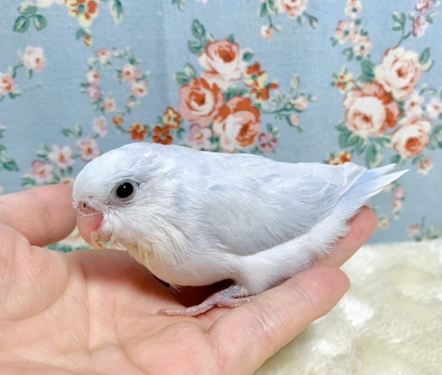 マメルリハ ホワイトライラック 🤍💐 1/14