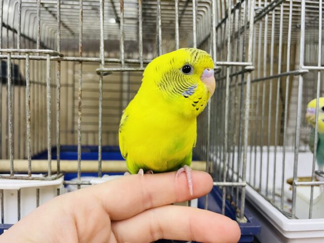 1人餌！最新画像になりますよ‼️ヒョウ柄ぽくてカッコいいでしょ~？　セキセイインコ　ハルクイン