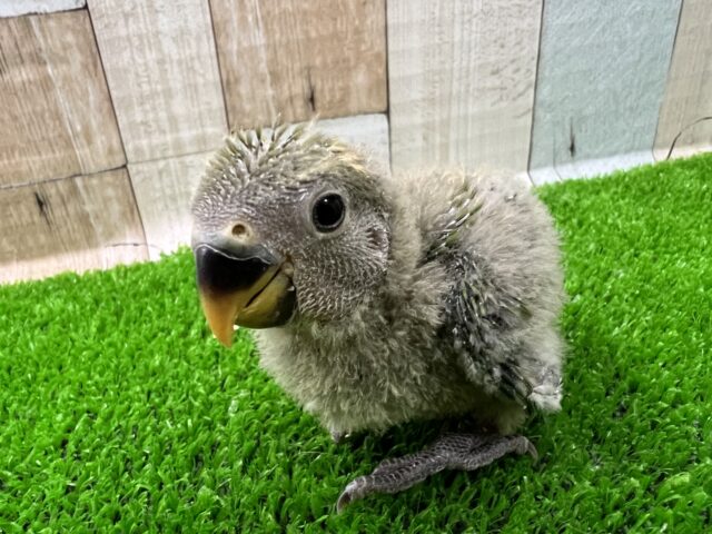 やっぱり良いよね☆小桜インコノーマル雛入舎しました！