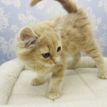 外向きカールが特徴的‼️  アメリカンカール　男の子　クリームタビー