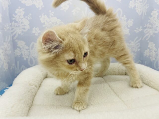 外向きカールが特徴的‼️ アメリカンカール　男の子　クリームタビー