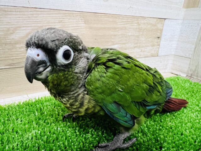 画像更新☆わったわたのウロコインコ！ノーマルカラー☆