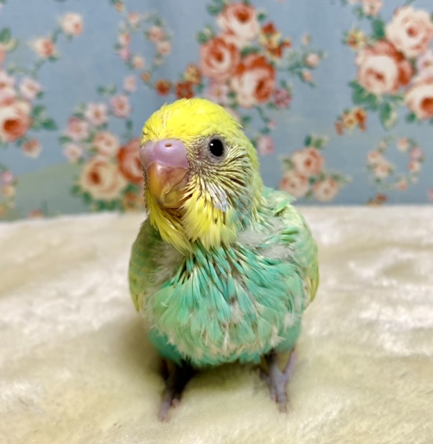 セキセイインコ パステルレインボースパングル 🌱💠 1/21
